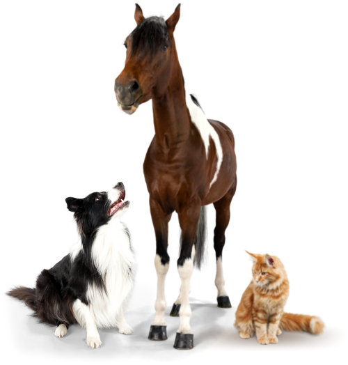 Hund, Pferd und Katze